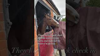 Life of a Cheltenham Gold Cup winner Coneygree horseracing horses horsesofinstagram [upl. by Dominik414]