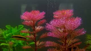 Cabomba Furcata amp SAE  Planted Tank  Live Plants [upl. by Carlyle115]