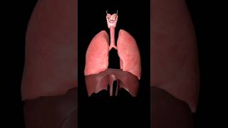 Respiratory system 3d animation shorts respiratorysystem respiration doctor [upl. by Saloma]