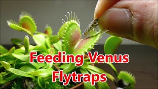 Venus Flytraps Eating [upl. by Ecallaw508]