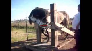 ARLEY PEREZ POR NECESIDAD DEJO SU RANCHO BY GUERITOwmv [upl. by Trebmal]