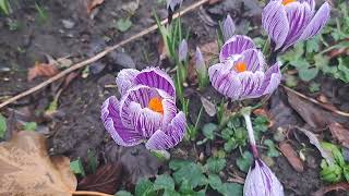 Purple amp White Crocuses In Flower flowers beautiful nature plants [upl. by Aicekal655]