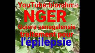 Guiera senegalensis nger epilepsie [upl. by Aicnorev]