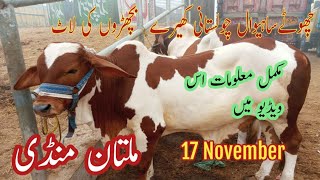 Multan Cow mandi  Small sahiwal cholistani kharay bachron ki Laat  17112024 [upl. by Hanoy752]