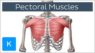 Pectoral Muscles Area Innervation amp Function  Human Anatomy  Kenhub [upl. by Tihor420]