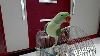 Beautiful Alexandrine Parrot Talking  Mithu [upl. by Euqinaj140]