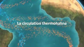 La circulation thermohaline [upl. by Jonna79]