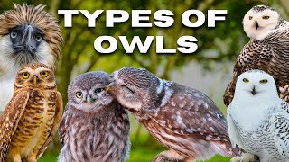 All Species of Wild 𝗢𝘄𝗹𝘀  𝗢𝘄𝗹𝘀 𝘁𝘆𝗽𝗲𝘀  owls birds [upl. by Kinnard]