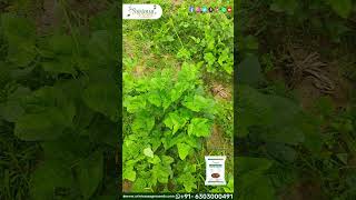 Fooder Cow Pea  Thanneru Suresh  Srinivasa Agro Seeds  qualityseeds desiseeds agriculture [upl. by Mesics523]