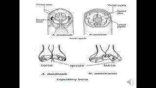 lecture 8 Medical Helminthology Phylum Nematoda [upl. by Lull]