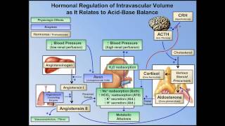 Metabolic Alkalosis ABG Interpretation  Lesson 10 [upl. by Lletnom]