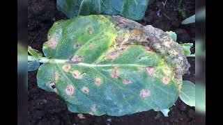 cauliflower crop leaf spot disease [upl. by Zampino]