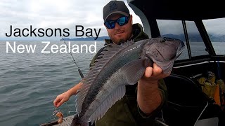 Catch n Cook FISHING in Haast South Westland NZ  Josh James  Bluenose  Tarakihi [upl. by Inaffets]