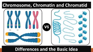 Chromosome Chromatin and Chromatid [upl. by Elrae]