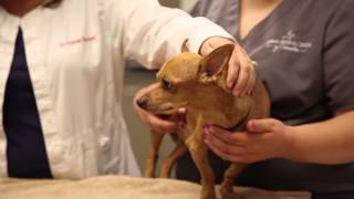 How to administer subcutaneous injections to your pet [upl. by Sella]