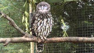 Barking Owl [upl. by Okwu488]