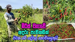 මිරිස් වගාවේ අඳුරු පැතිකඩක්  miris wagawa  miris wagawa sinhala  how to grow Chili [upl. by Atin122]