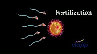 A great compatative journey Human Fertilization in 45 seconds [upl. by Eibber]