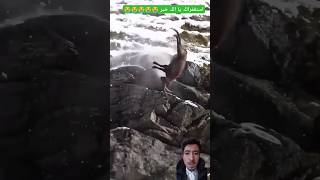 🐐🐐🐐😭😭😭 surah alankabutmarkhor huntshortvideos quran duet facts shorts viral trending🫀🌹✅ [upl. by Novyad]