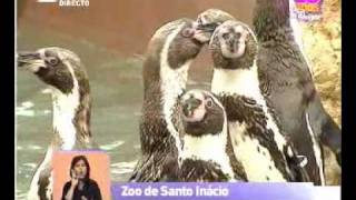 Reportagem  Zoo de Santo Inácio  Praça da Alegria [upl. by Warms]