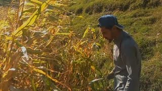 Maki ki kasht in Pakistan  how to grow cron in pakistan [upl. by Eusebio]