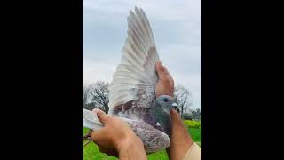 Pigeon Diarrhea Treatment With camphorated chalk chalk pigeon treatment pakpigeon786 [upl. by Aihsenet]