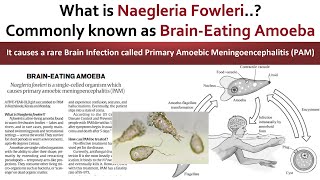 What is Naegleria Fowleri BrainEating Amoeba amp Primary Amoebic meningoencephalitis PAM  UPSC [upl. by Dnomad]