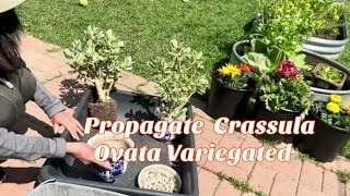 How Propagate Crassula Ovata Variegated Jade Succulent Plant [upl. by Aytida]