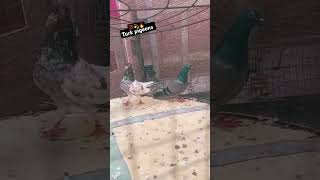 320nu joora youtubeshorts bird pigeonforsalekabutar [upl. by Misha656]