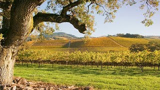 SmallGroup Napa and Sonoma Wine Country Tour with Lunch [upl. by Cassondra]