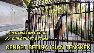 CENDET BETINA GACOR Perawatan dan ciri cendet betina [upl. by Fleur996]