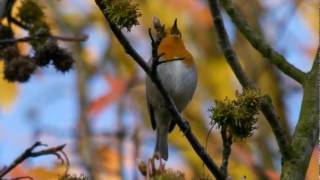 European Robin Erithacus rubecula  Rotkehlchen 08 [upl. by Geminius15]