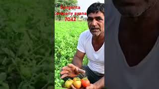 Syngenta company To ayaan 7042 [upl. by Warfore]