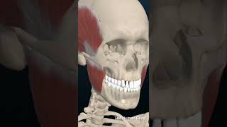 Anatomy Head and Neck Masseter Muscle 3dmodel anatomy [upl. by Elma]