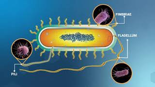 Structure and Replication of Bacterial Cells [upl. by Killen]