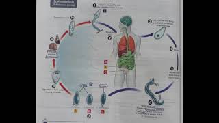 life cycle of Schistosoma trematodes [upl. by Ennaej]