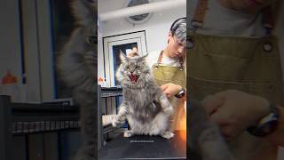 Aggressive Wild Maine Coon Extreme Grooming amp Pedicure 🤯😤 shorts pets funnycats trending cat [upl. by Akcir614]