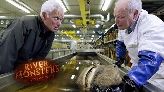 Monsters In The UK  HORROR STORY  River Monsters [upl. by Donell]