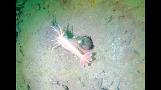 La Jolla Shores Canyon Dive Octopus Fringeheads and a DeepSea Cormorant [upl. by Sidell831]