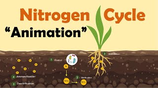 NITROGEN CYCLE  Biology Animation [upl. by Allesiram299]