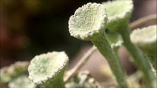 Lichen Cladonia [upl. by Alraep]