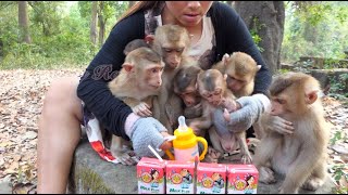 Feed milk for all abandoned monkeys [upl. by Idnil37]