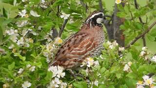 Northern Bobwhite vocalizing [upl. by Kulsrud]