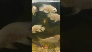 Big Oscar and sark aquarium oscarfish blacksarkwhitesarklike shorts pets share Aquariumfish9901 [upl. by Sibell]