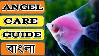 Angel Fish  Angel Fish Care Guide in Bengali  Angel Tank Setup  Tank Mates  Expert Aquarist [upl. by Sweeney]