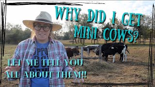 WHY MINI COWS  why I chose mini zebu cattle for my homestead [upl. by Nathalie]