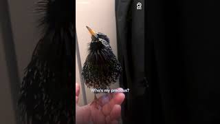 This starlings mimicry is incredible 🤯 [upl. by Dorelle]