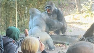 Gorilla fight at Bronx zoo [upl. by Nauqed]