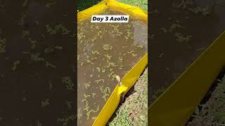 Day 3 Azolla kingloverbam azolla farmlife backyardfarmer [upl. by Eniluap]