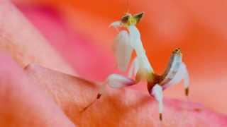 Hymenopus coronatus Orchid Mantis 3rd instar [upl. by Atlas]